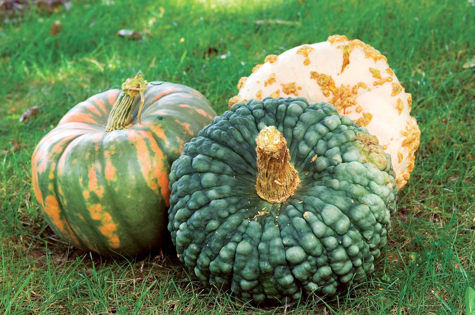 3 Heirloom Pumpkins – Mother Earth News