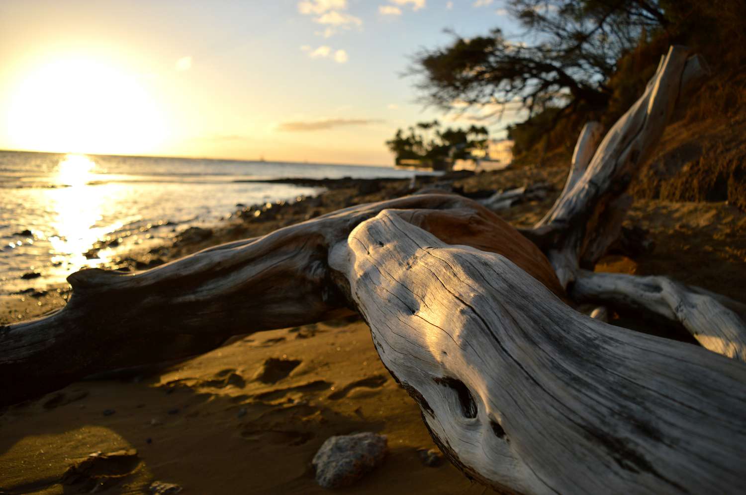 The Surprising Beauty and Benefits of Driftwood