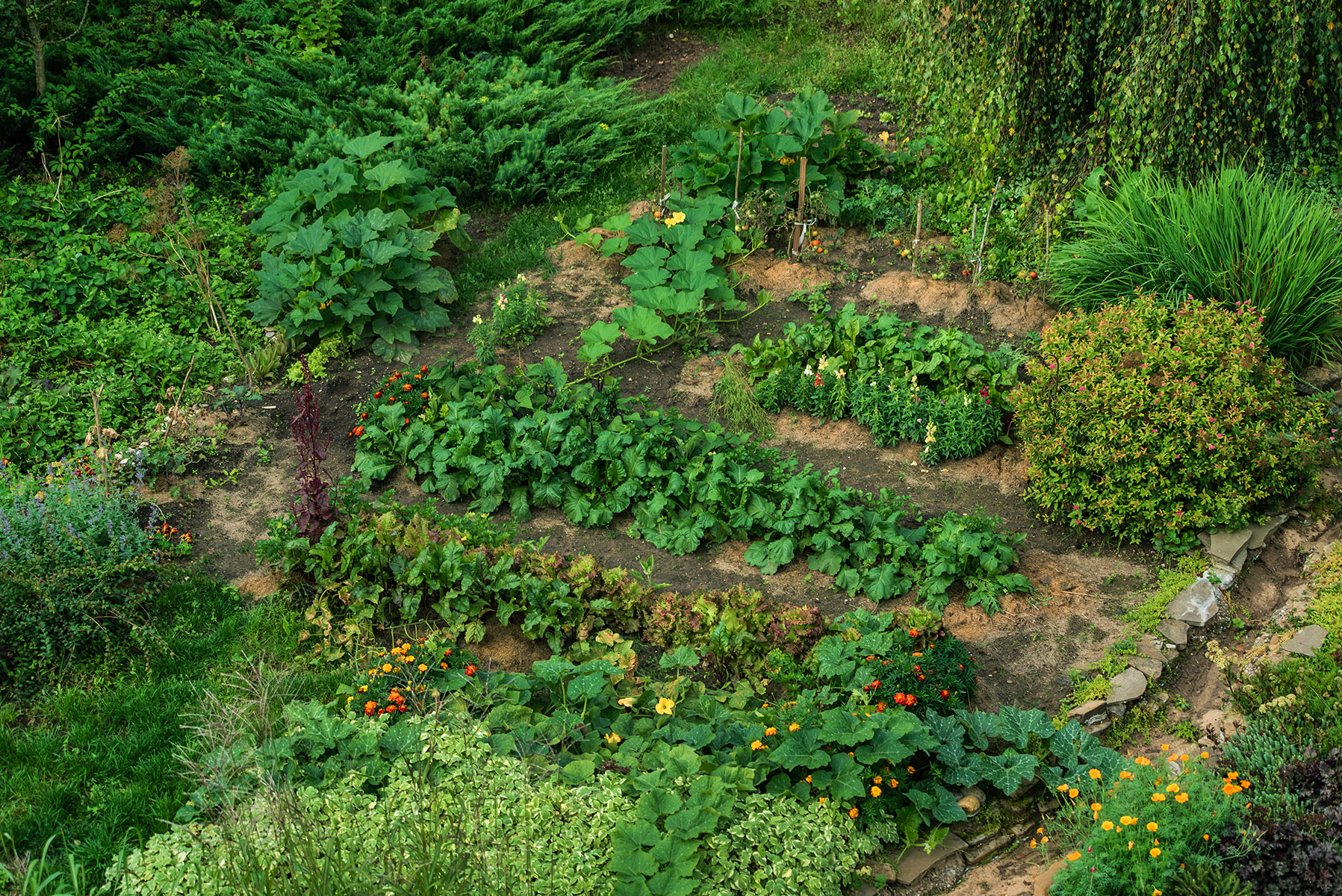 Five Permaculture Tips for a More Sustainable Organic Farm – Mother Earth News