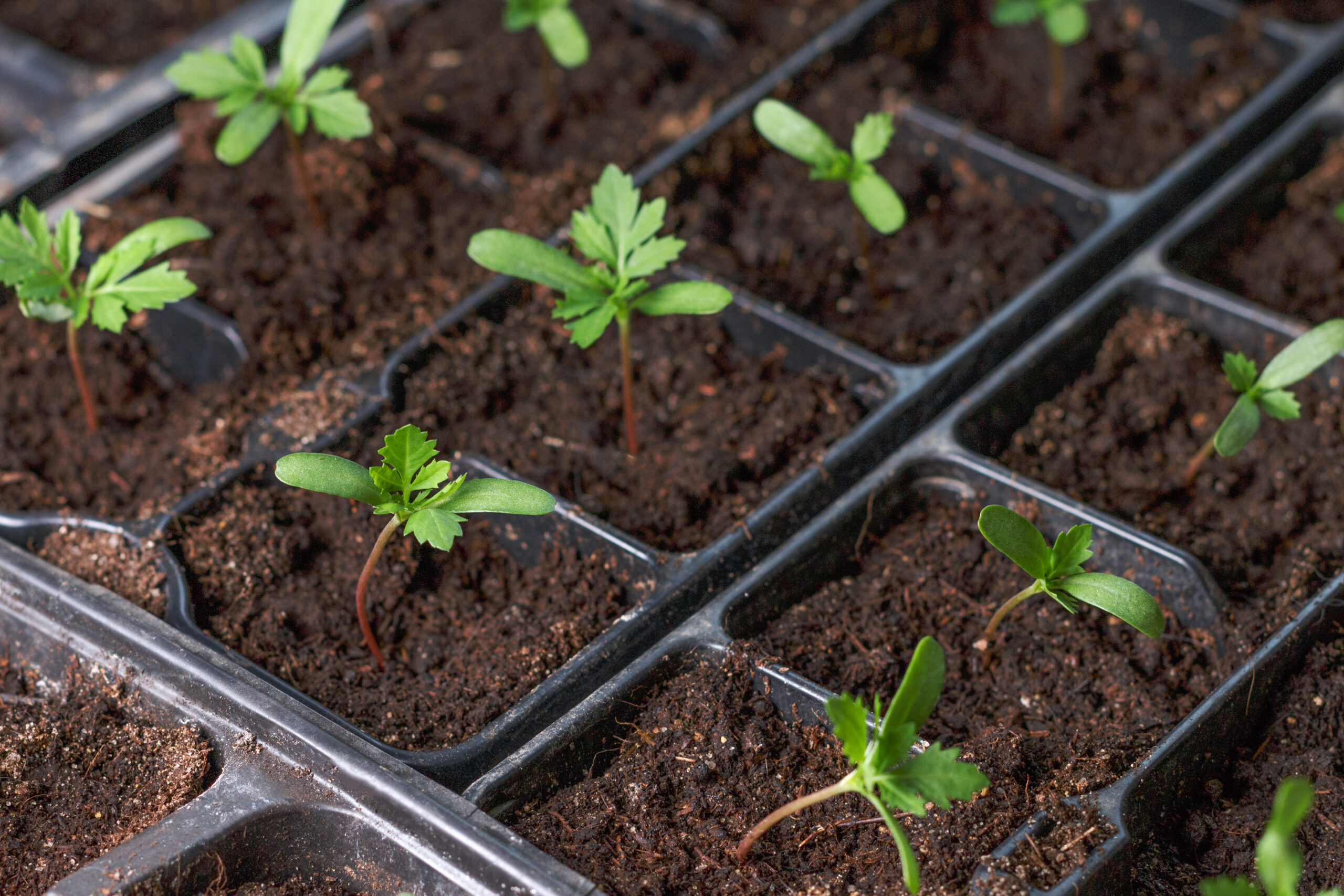 Create The Best Soil For Starting Seeds – Mother Earth News